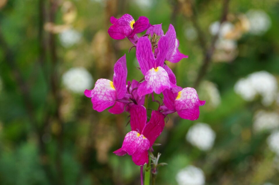 Nature plant autumn