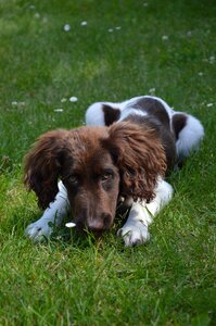 Puppy animal münsterländer