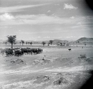 ETH-BIB-Safari ins Arussiland-Abessinienflug 1934-LBS MH02-22-0641