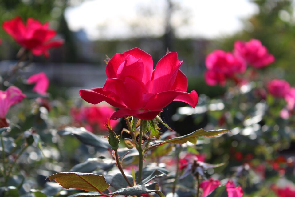 Garden leaf blooming