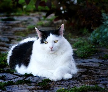 Oreo contrast animal photo