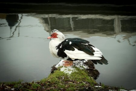 Outdoors wildlife lake photo