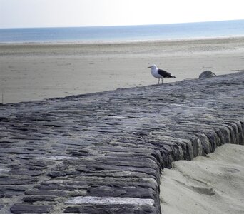 Normandy beach seagull