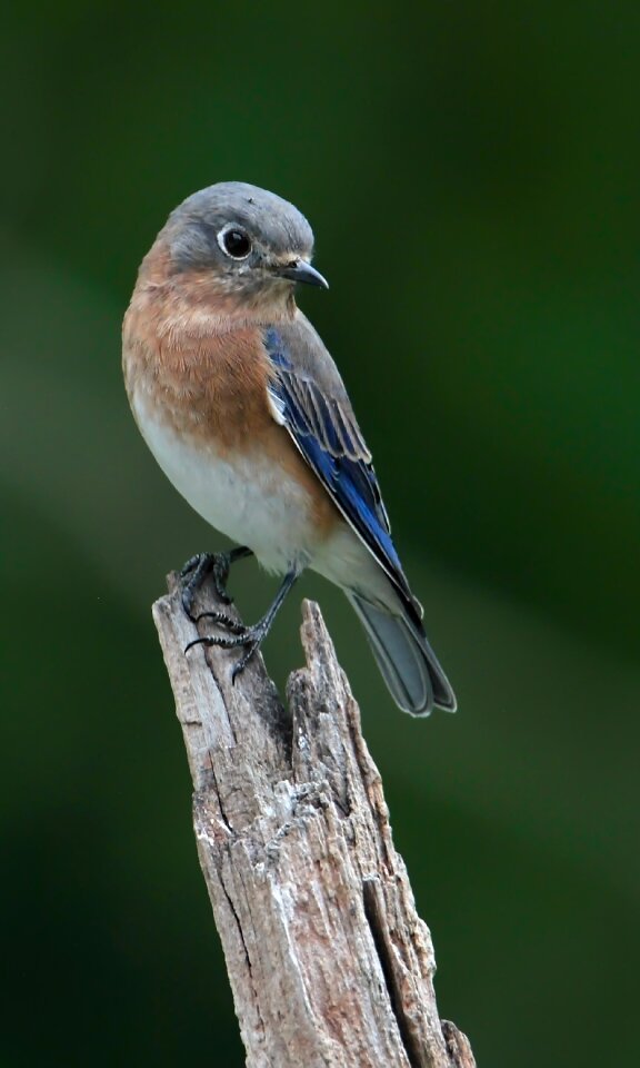 Bird wildlife nature