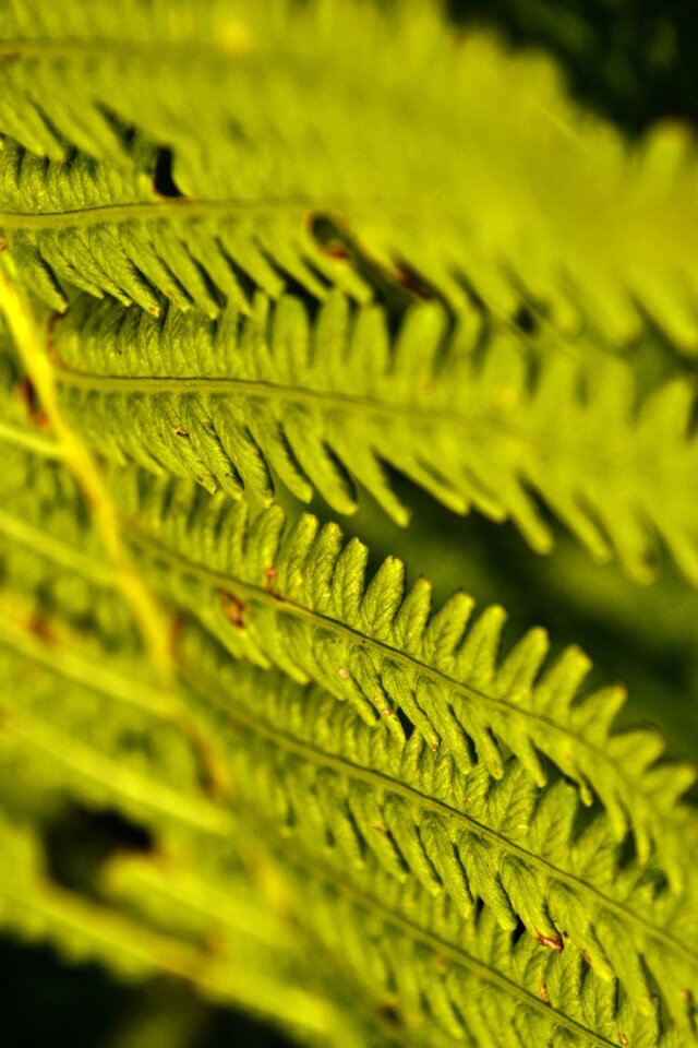 Nature close up fern plant photo