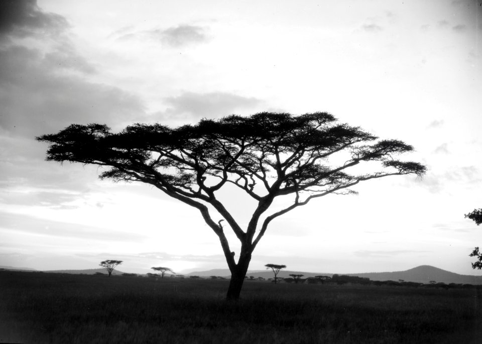 ETH-BIB-Schirmakazie in der Serengeti-Kilimanjaroflug 1929-30-LBS MH02-07-0486