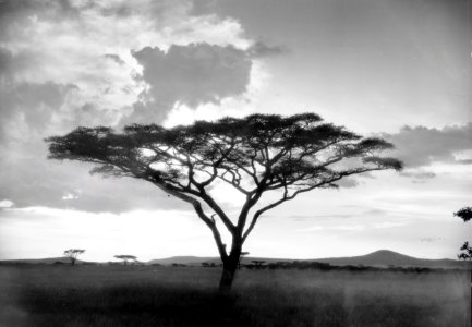 ETH-BIB-Schirmakazie vor einem Gewittersturm in der Serengeti-Kilimanjaroflug 1929-30-LBS MH02-07-0052