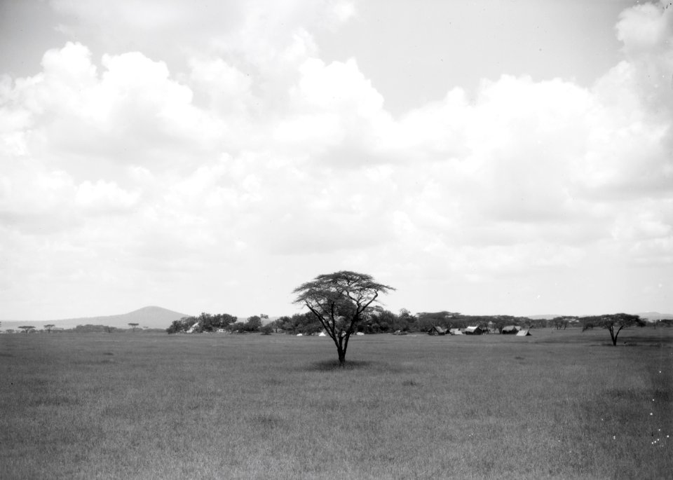 ETH-BIB-Schirmakazie in der Serengeti-Kilimanjaroflug 1929-30-LBS MH02-07-0489