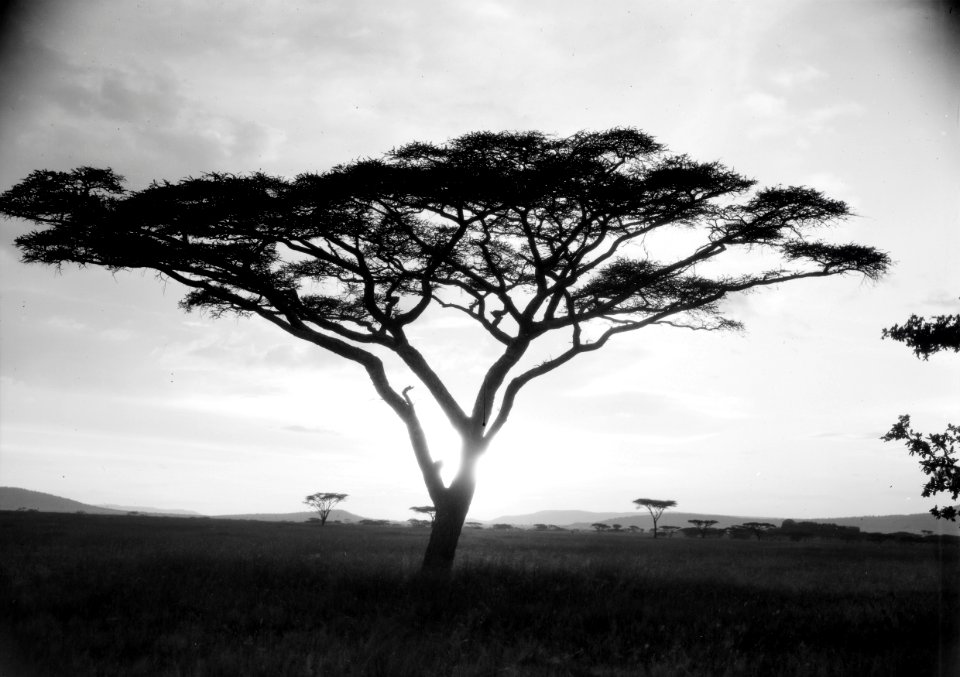 ETH-BIB-Schirmakazie in der Serengeti-Kilimanjaroflug 1929-30-LBS MH02-07-0487