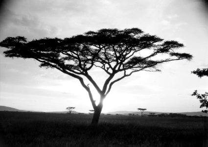 ETH-BIB-Schirmakazie in der Serengeti-Kilimanjaroflug 1929-30-LBS MH02-07-0487