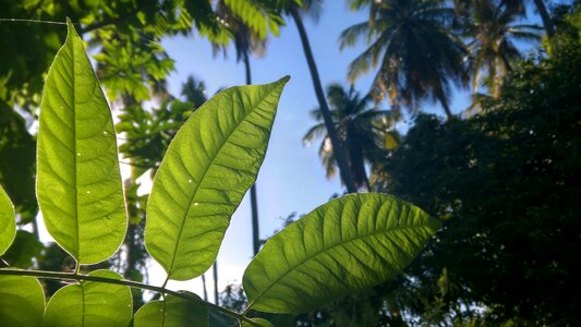Plant morning light