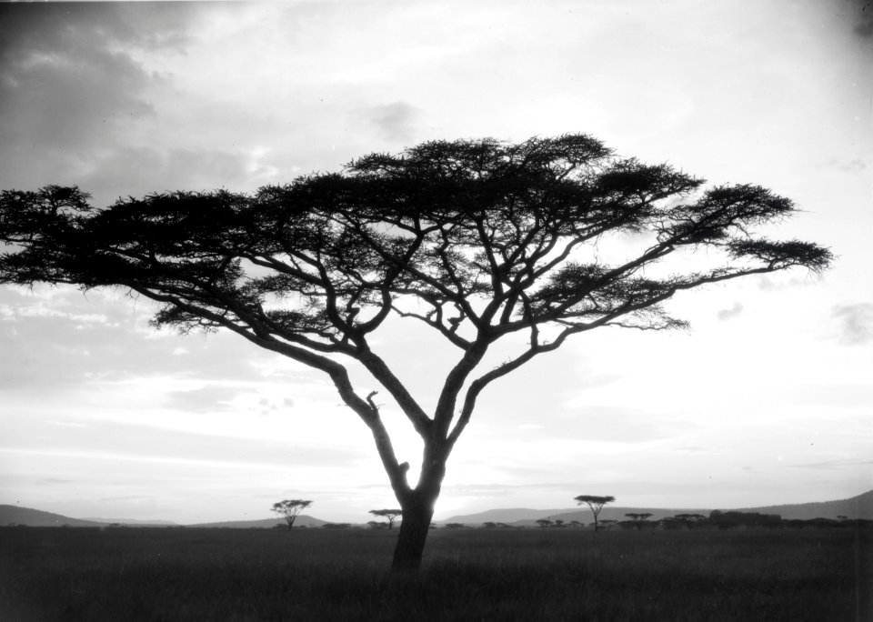 ETH-BIB-Schirmakazie in der Serengeti-Kilimanjaroflug 1929-30-LBS MH02-07-0488