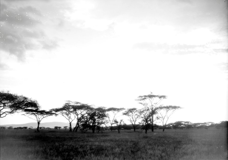 ETH-BIB-Schirmakazien in der Serengeti-Kilimanjaroflug 1929-30-LBS MH02-07-0494