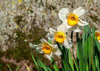 Blossom bloom yellow and white daffodils photo