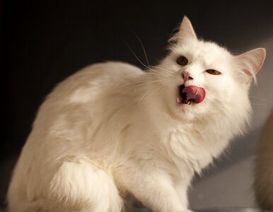 Cat sit portrait