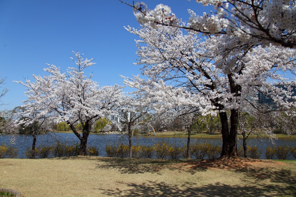 Blue sky scenery lake park