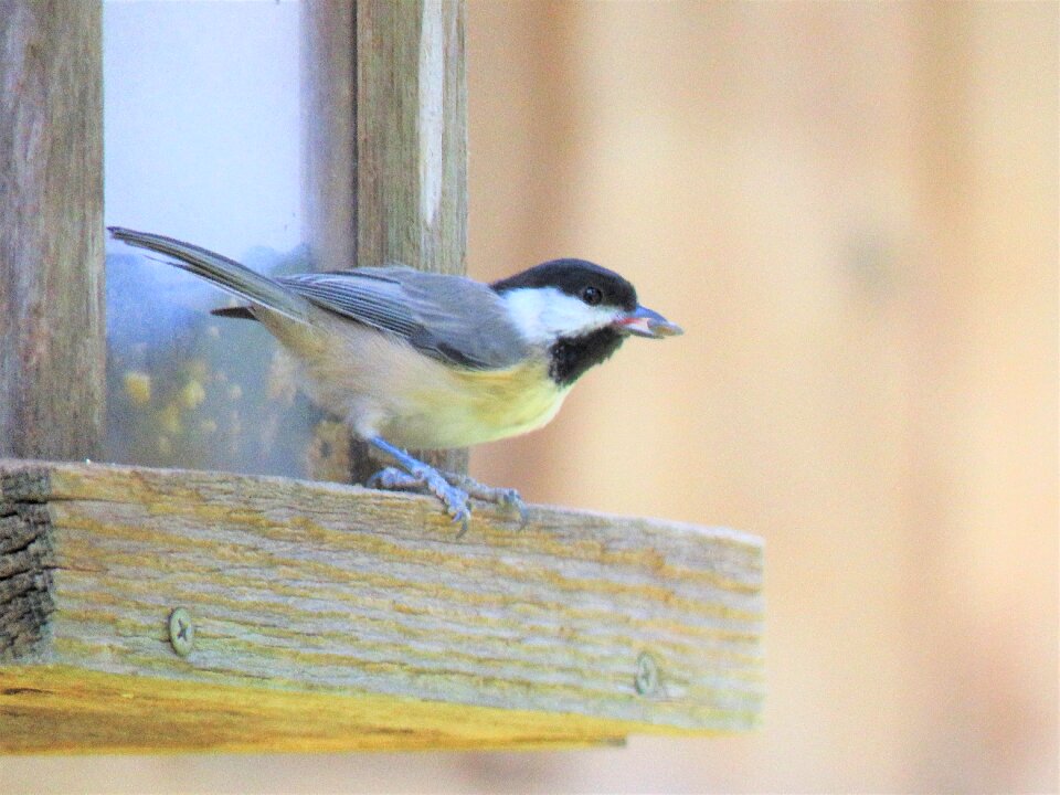 Tiny wildlife closeup
