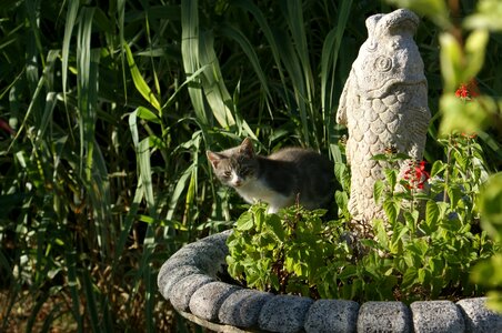 Cat hidden fish statue