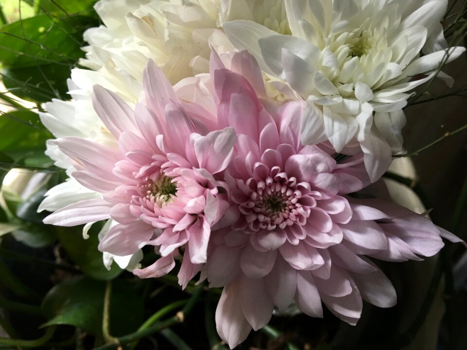 Petals rosa nature