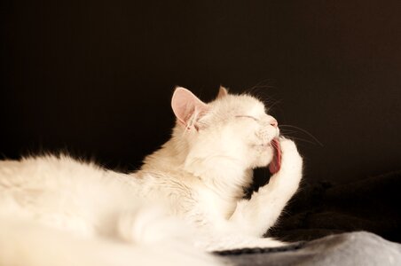 Portrait pet cat
