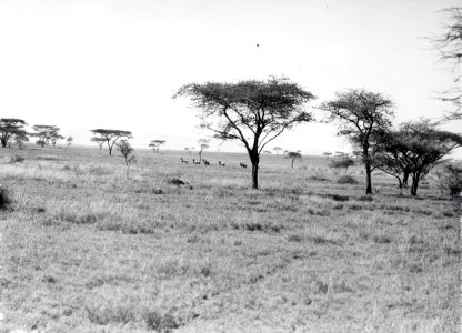 ETH-BIB-Serengeti-Kilimanjaroflug 1929-30-LBS MH02-07-0358