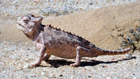 Reptile animal world lizard