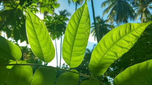 Plant morning light photo