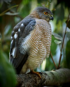 Feather nature raptor