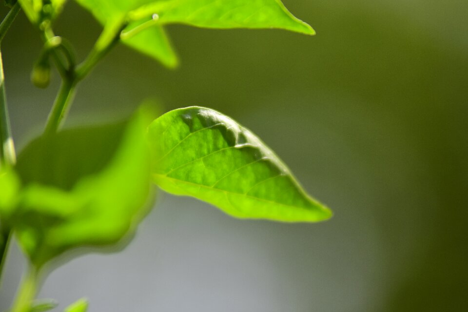 Natural plant green