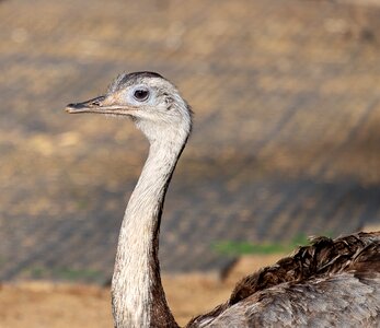 Bird animal poultry photo