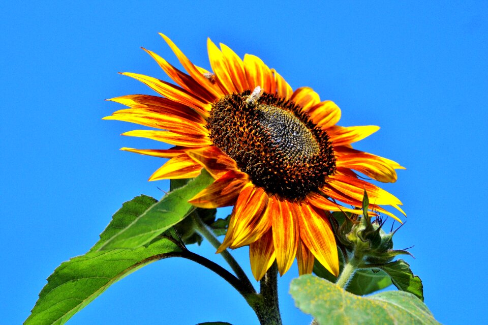 Bloom blossom bloom