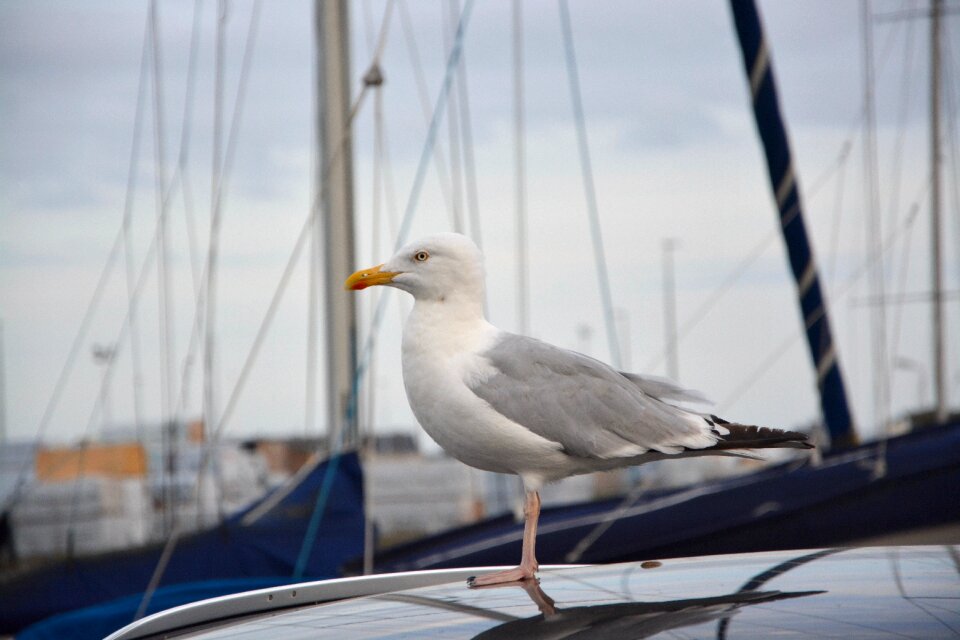 Sea bird seabird