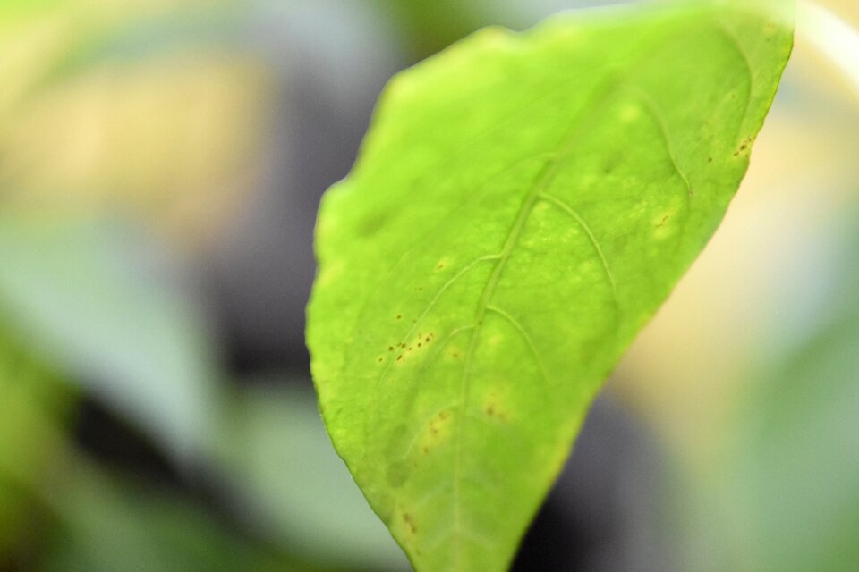Natural plant green