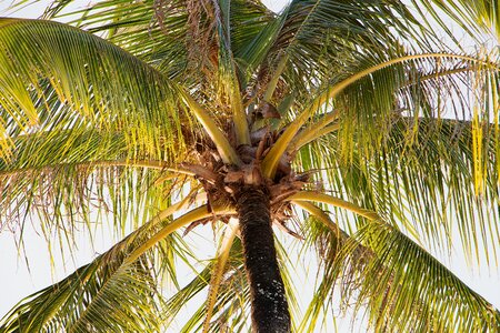 Beach coconut nature