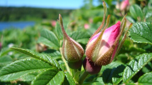Blooming botanical summer