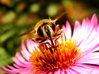 Pollen honey animals