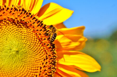 Pollen yellow flower bloom photo