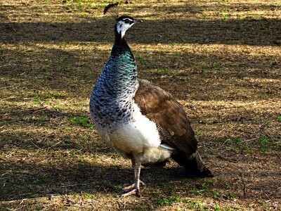 Nature pen peacock
