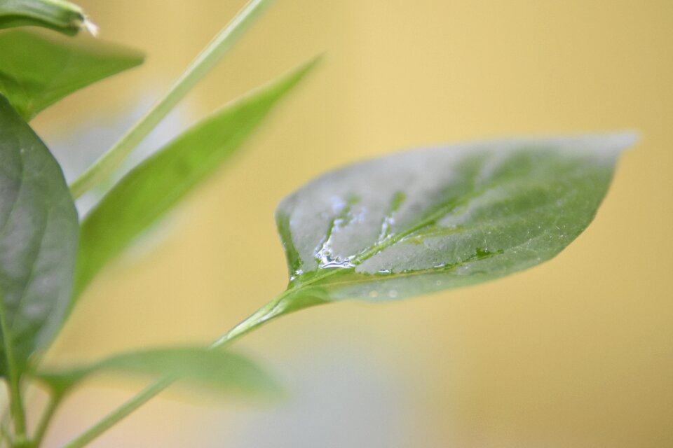 Natural plant green