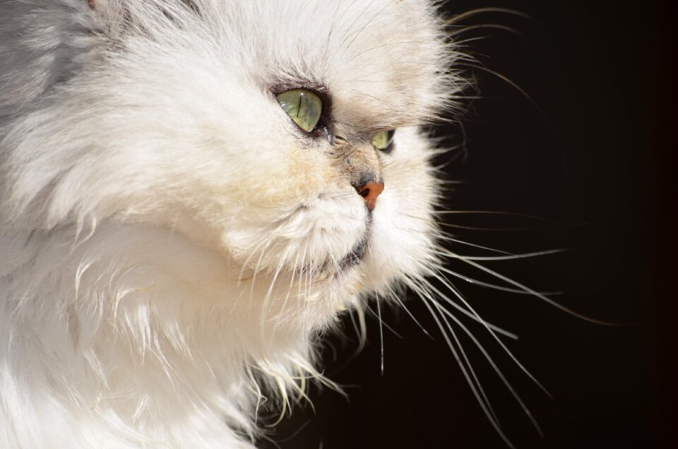 Fluffy persian cat animals