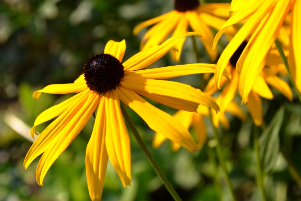 Yellow flower flower garden