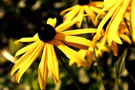 Summer flower plant photo