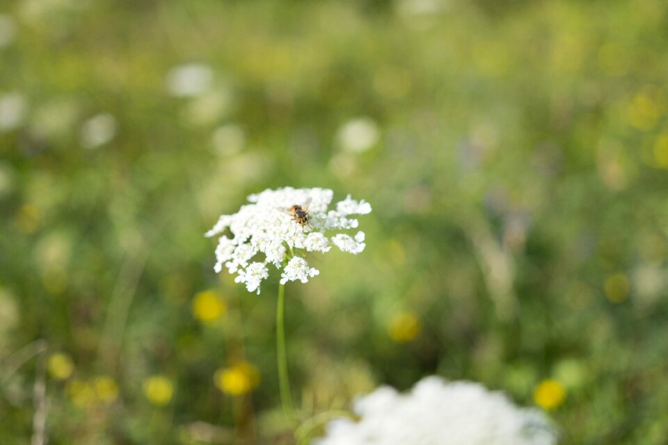 Spring floral garden