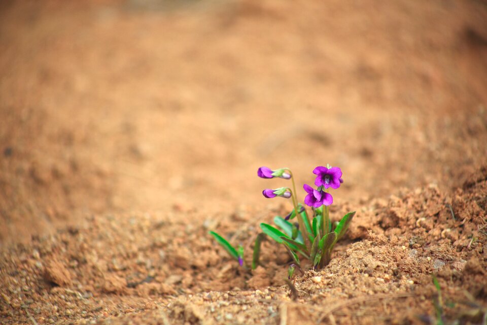 Little play viola flowers