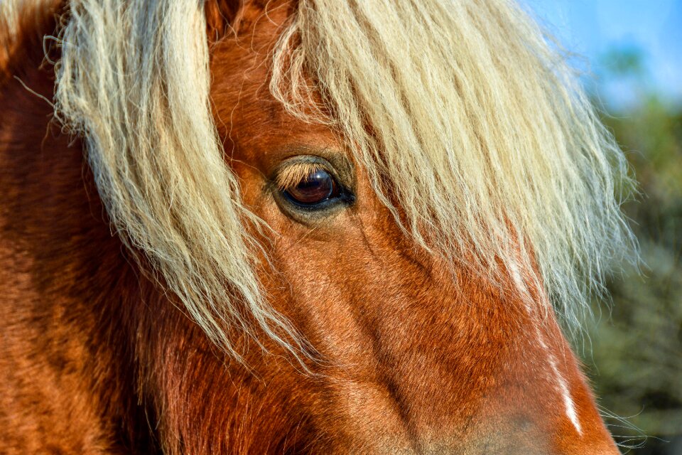 Shetland pony horse head pferdeportrait