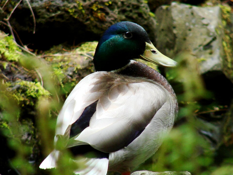Wildlife male standing