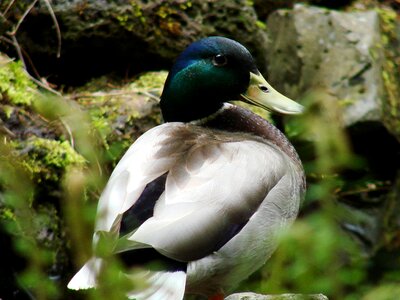 Wildlife male standing