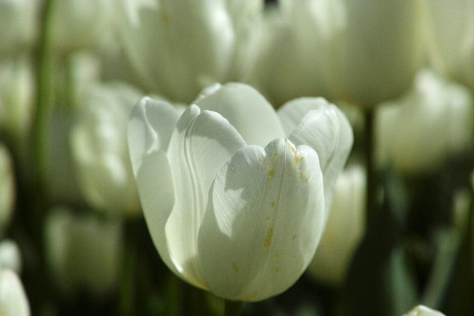 Macro plant nature