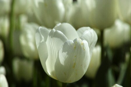 Macro plant nature