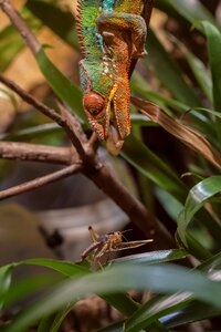 Chameleon animal world Free photos